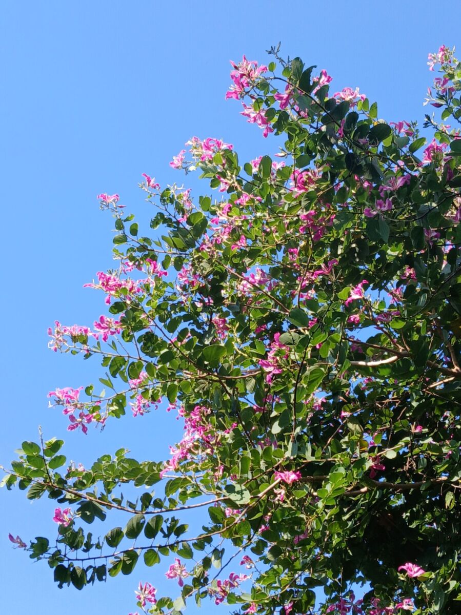 árbol de Orquídeas 