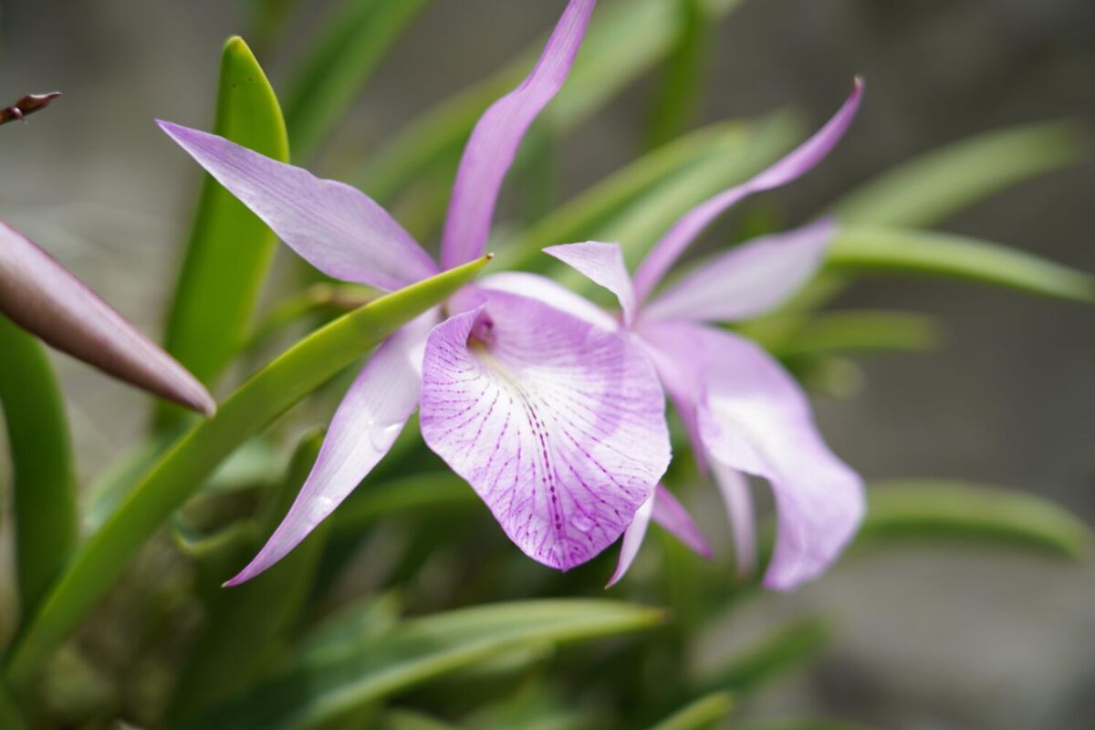 orquídea color lila 