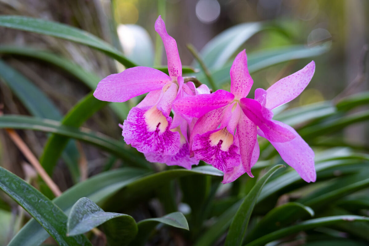 orquídeas color rosa  saliendo de un árbol 