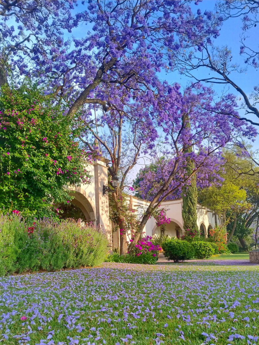 La gente no sabe que hay una hacienda histórica con alberca, entre viñedos y jacarandas muy cerca de la CDMX