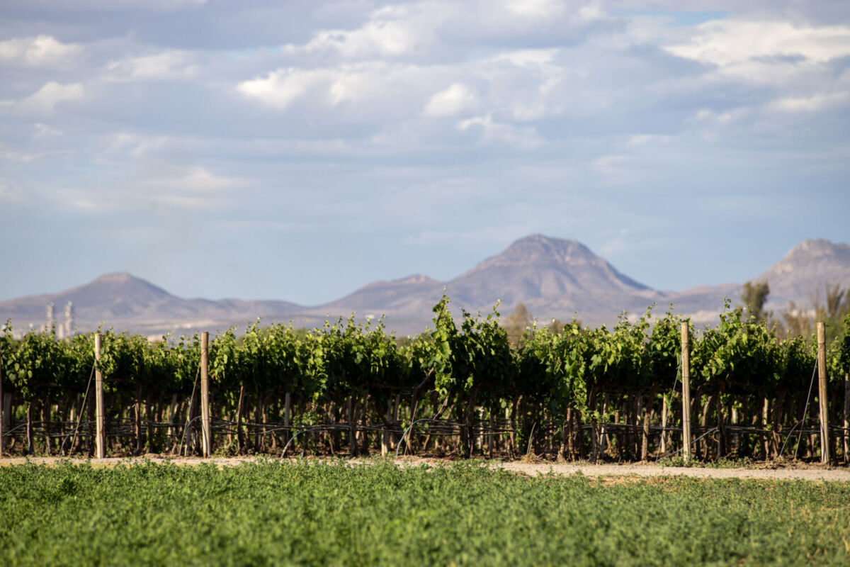 Viñedos en Aguascalientes