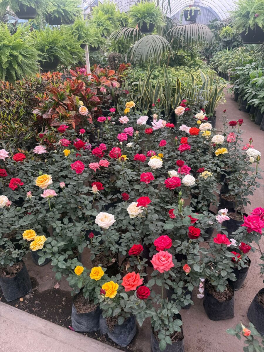 rosas en un vivero de Atlixco, Puebla 