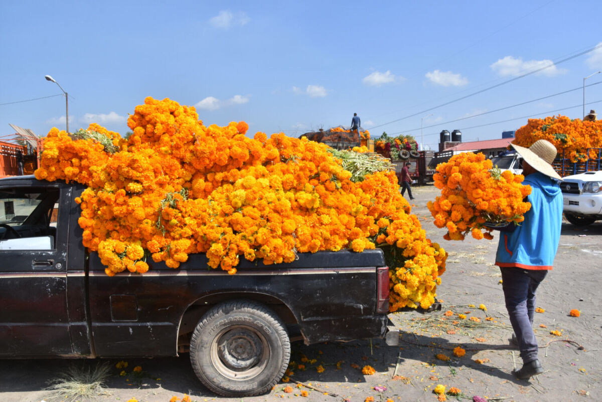hombre cargando en una camioneta flores de cempasúchil 
