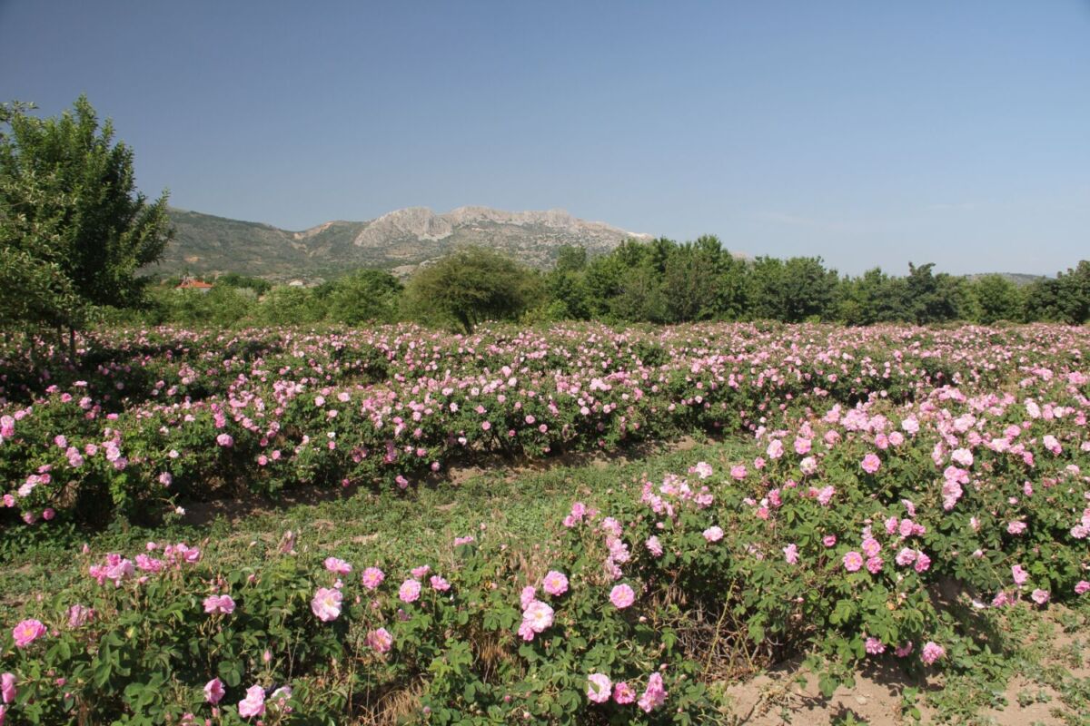 plantación de rosas 