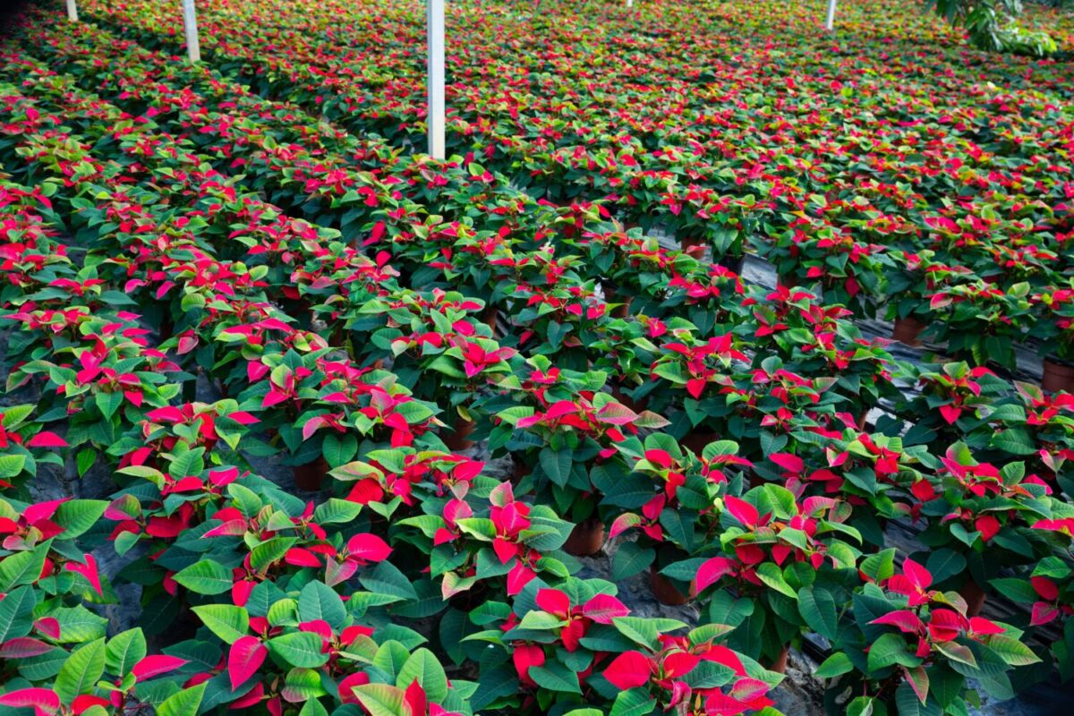 hilera de nochebuenas en un vivero 