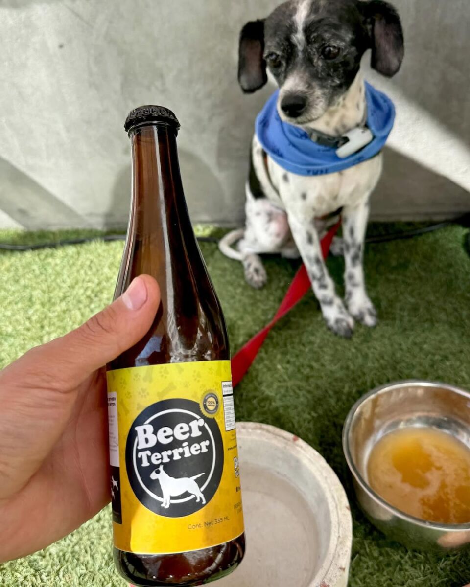 Beer Terrier, la cerveza para perros 