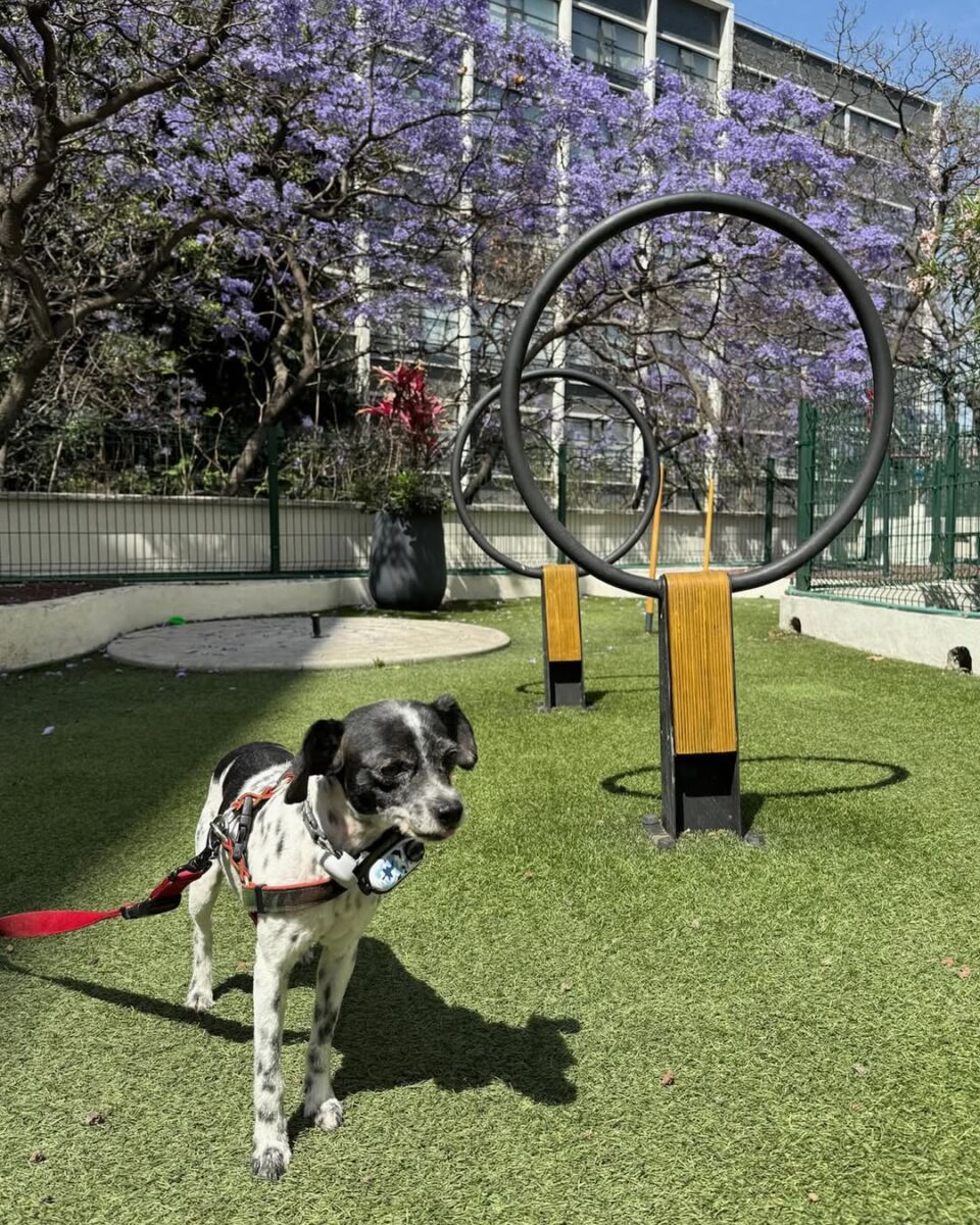 Patio con juegos para perros en Wooftop Condesa
