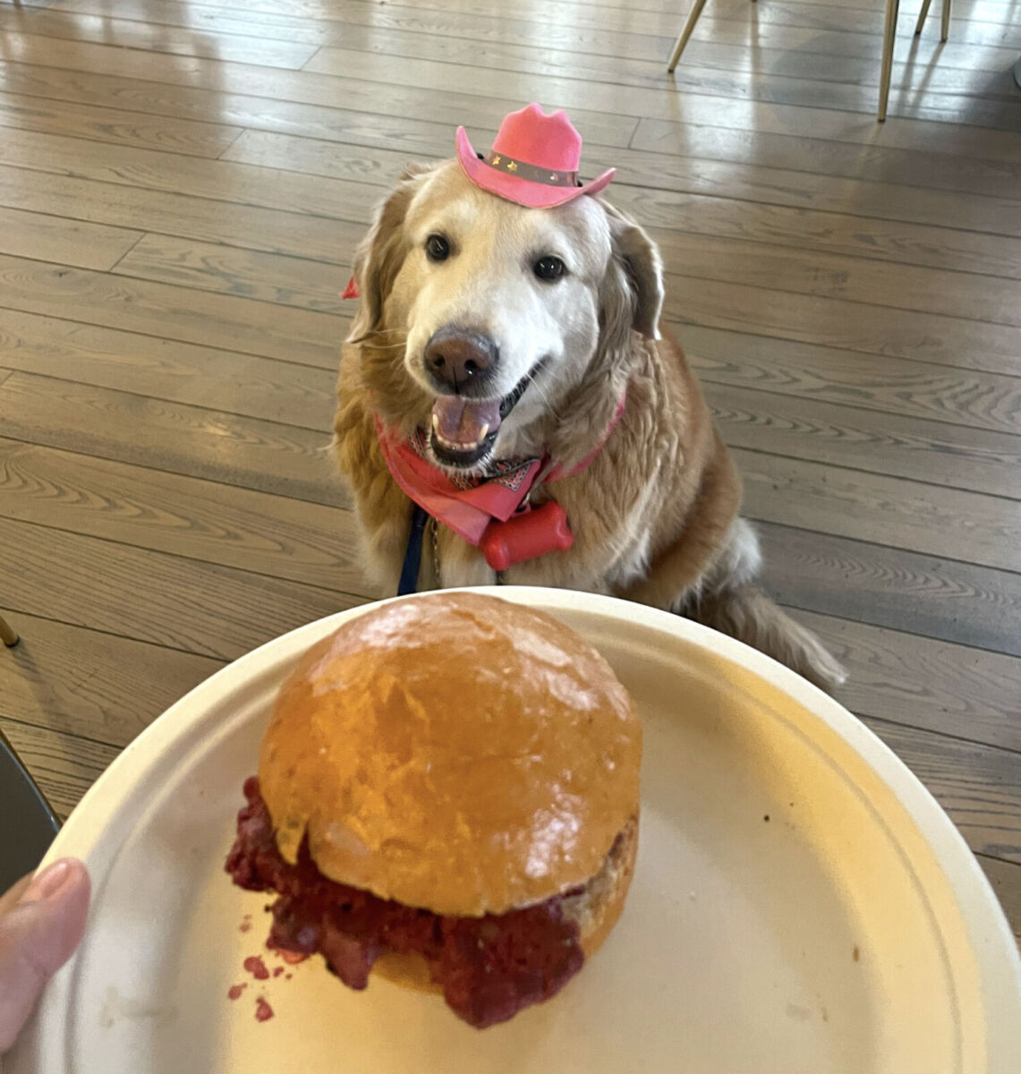 Perro Golden Retriver a punto de comerse una hamburguesa 