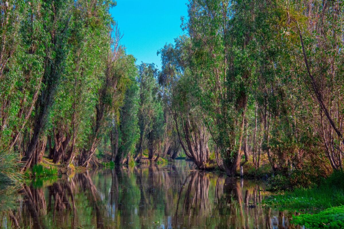 Canal de agua con arboles a los lados y el cielo azul