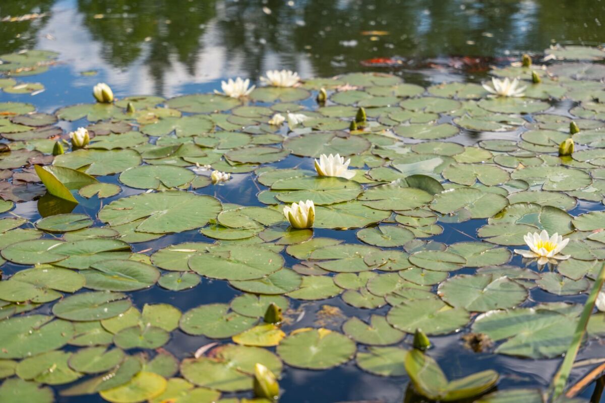 Laguna de aguas cristalinas en Alpuyeca cubierta de nenúfares blancos flotando sobre hojas verdes circulares en la superficie del agua