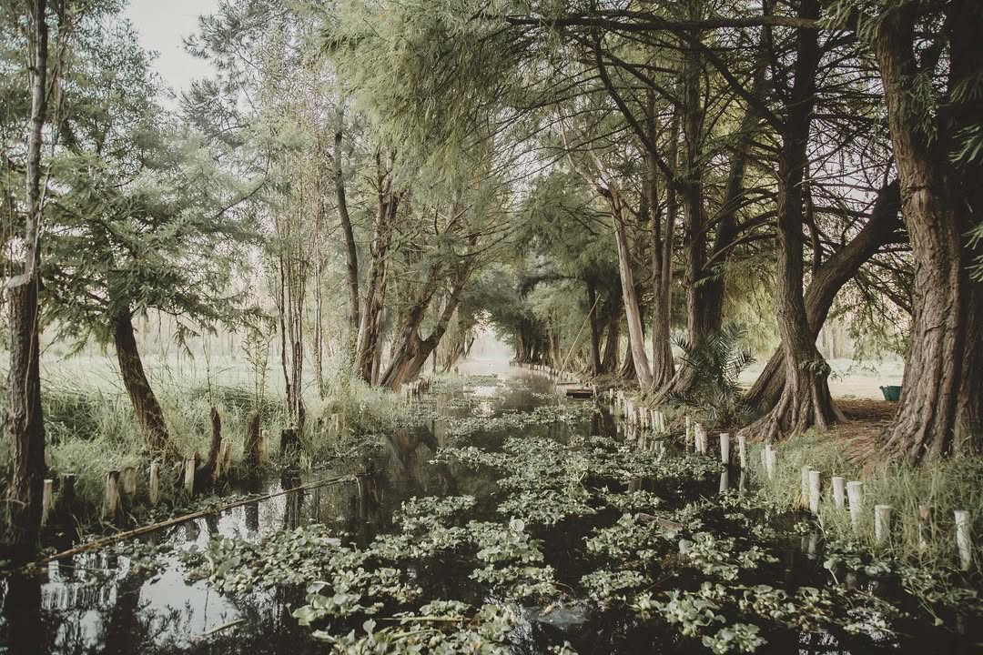 canal en xochimilco con lirios y árboles