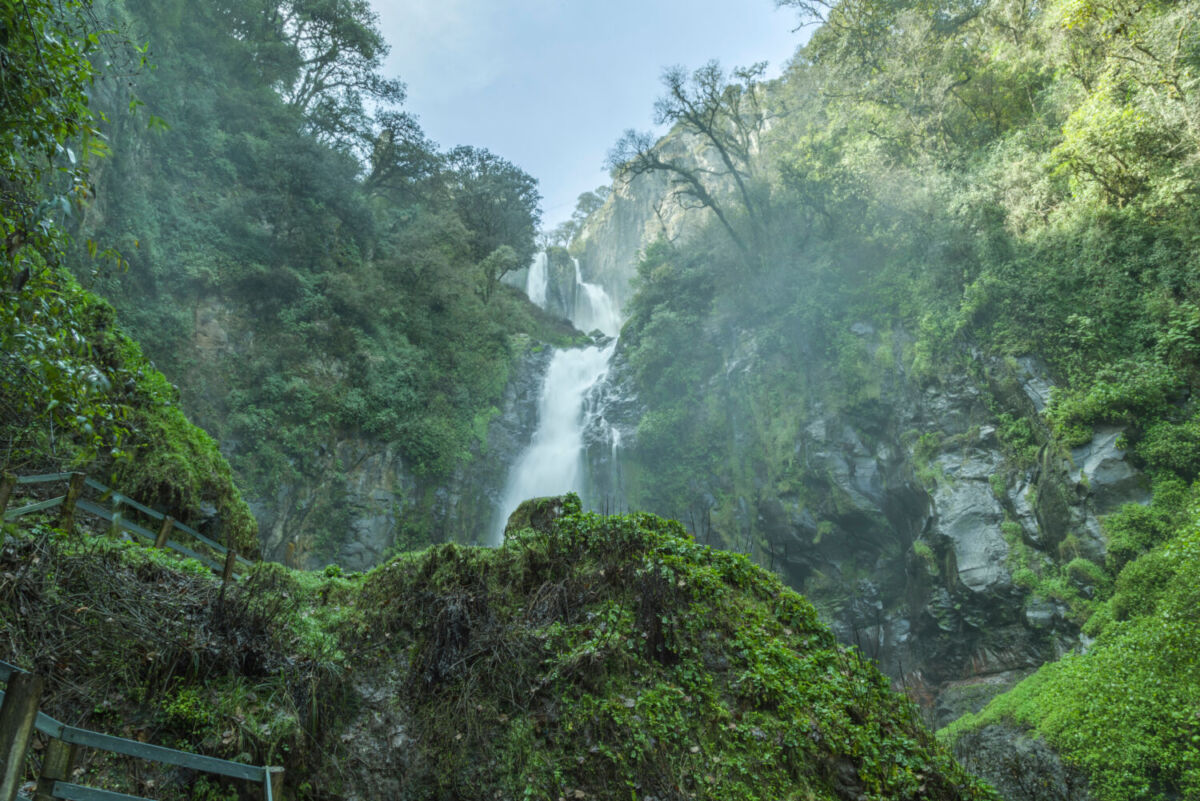 cascada descendiendo entre un bosque de pino 
