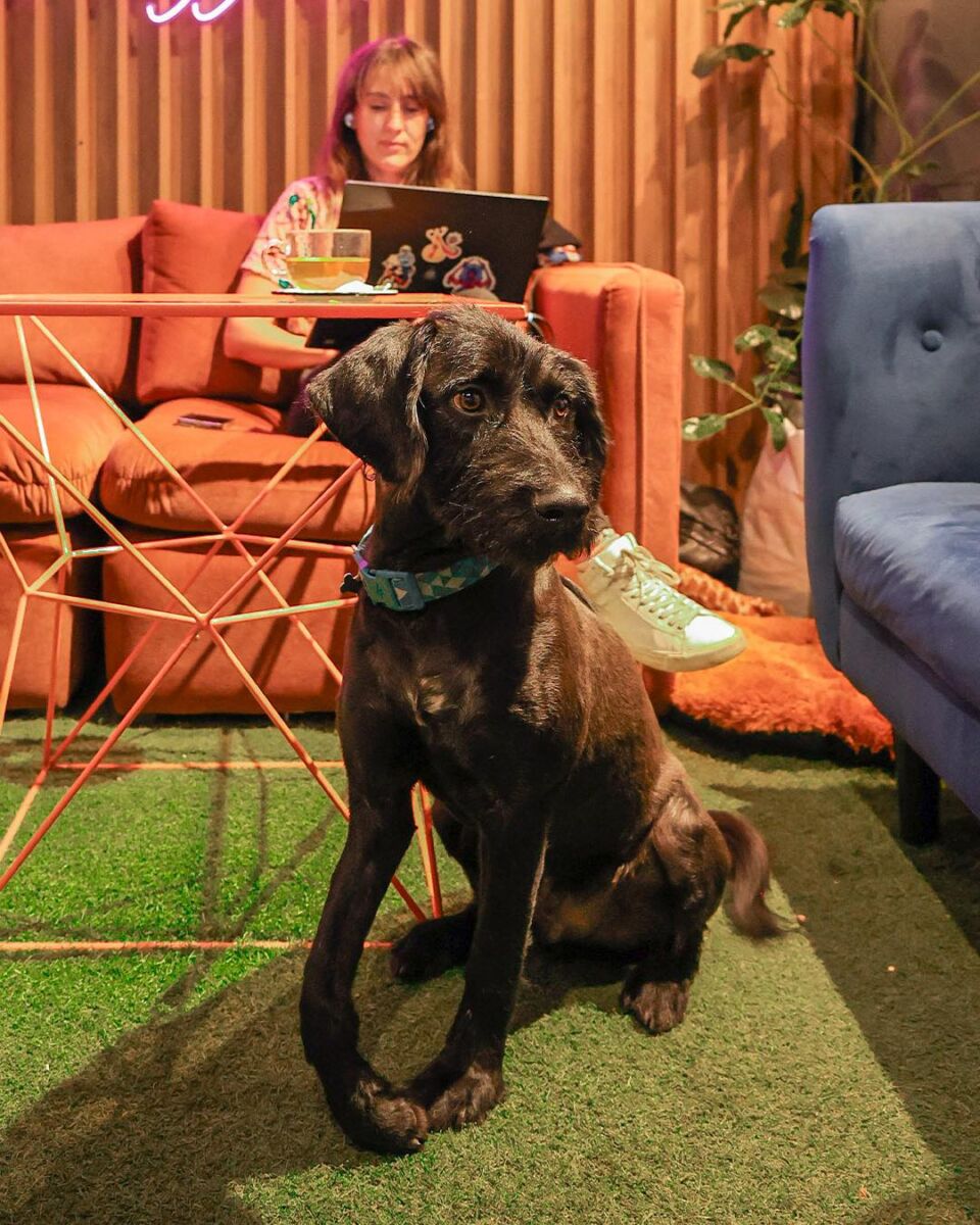 perro en una sala con sillones coloridos
