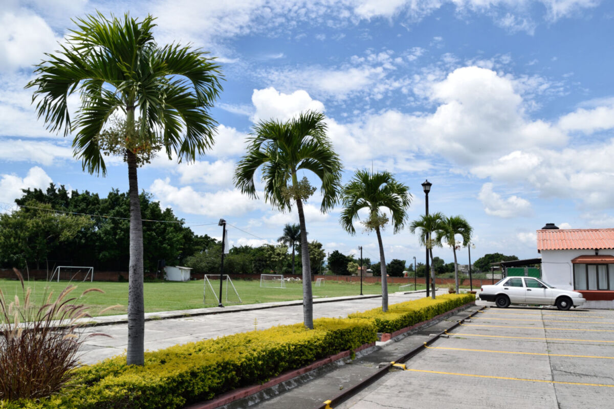 Palmeras en estacionamiento de Cuautla, Morelos.