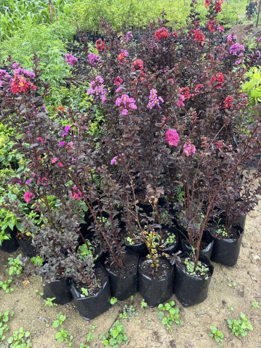 Variedad de plantas en San Lorenzo Tlacotepec