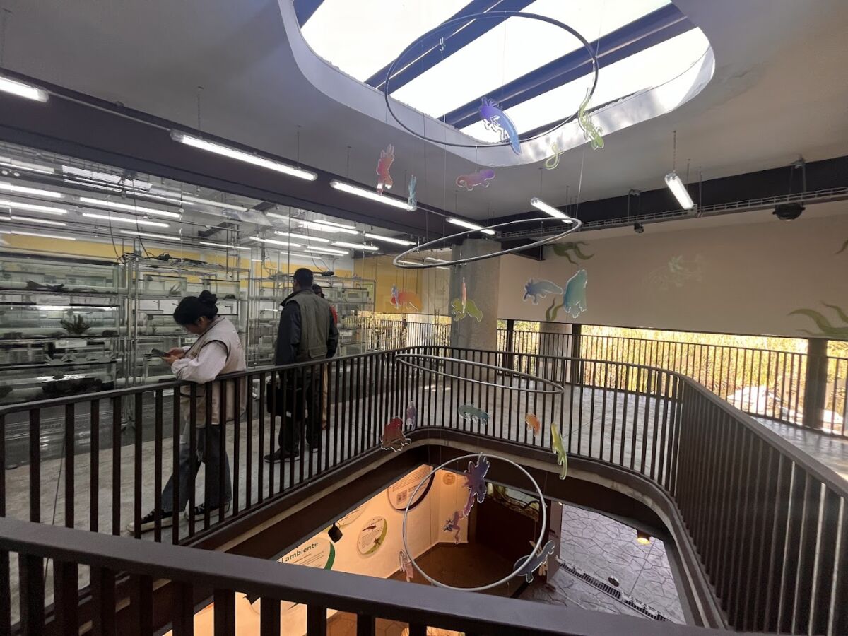 interior del Museo del Axolote en CDMX