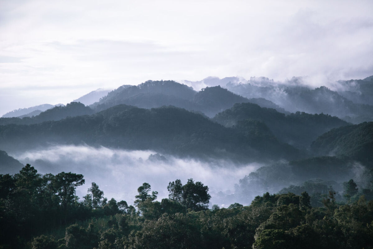 vista de bosque con niebla desde las alturas