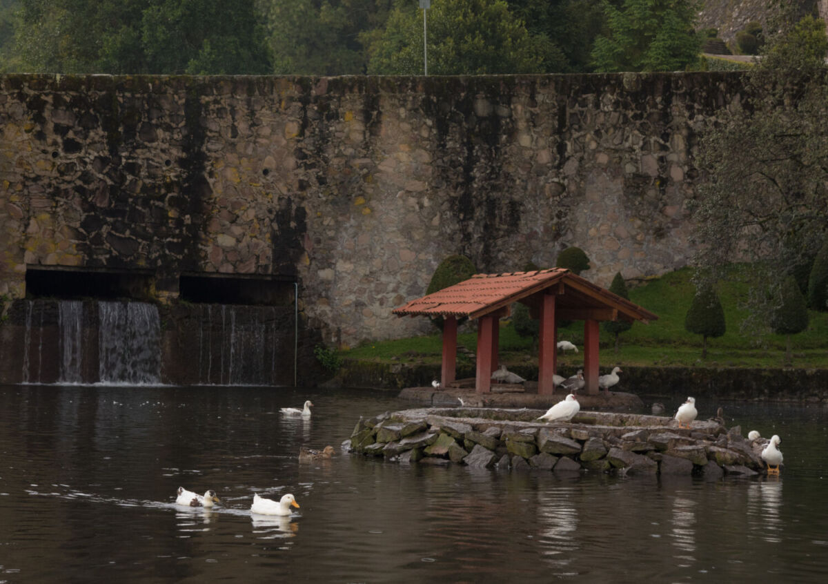 lago con patos nadando
