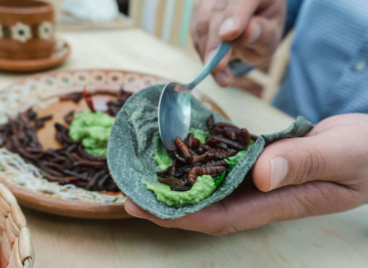 Taco de tortilla azul, aguacate e insectos