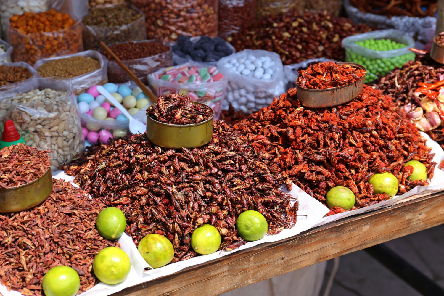 ¿Cuáles son los mejores estados de México para comer insectos como en la época prehispánica? ¿Cuáles son los mejores estados de México para comer insectos como en la época prehispánica?