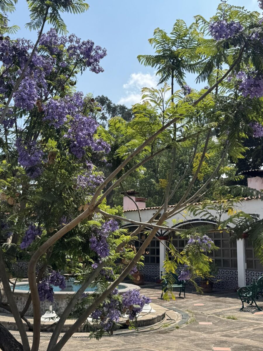 árboles en la Hacienda la Purísima