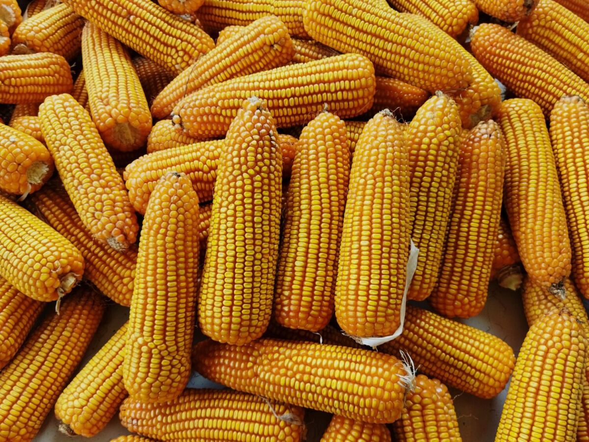 elotes amarillos 