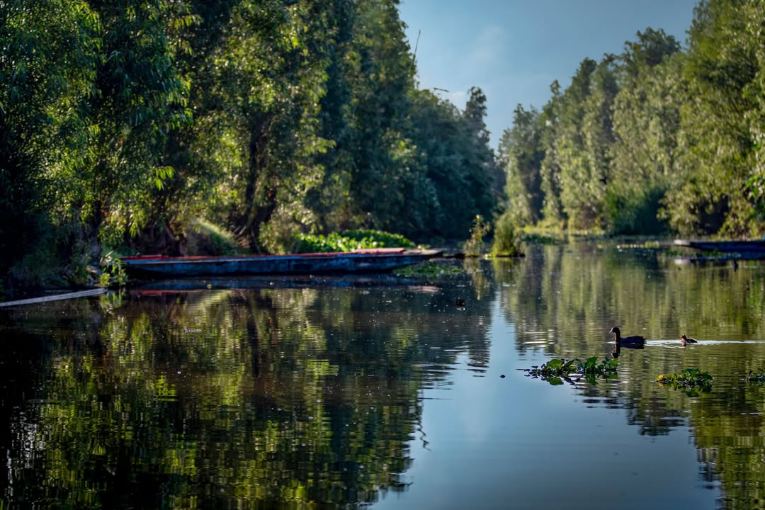Paisaje del Lago de los Reyes Aztecas en Tláhuac con árboles altos reflejados en el agua tranquila bajo un sol brillante