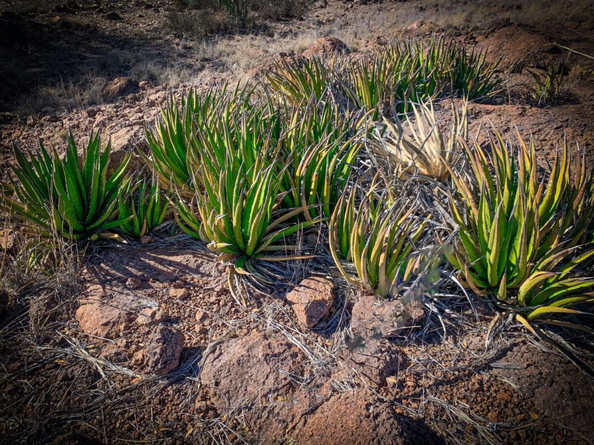 Agave Lechuguilla
