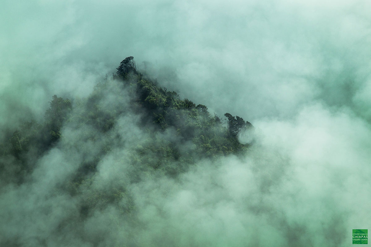 niebla sobre bosque El Triunfo