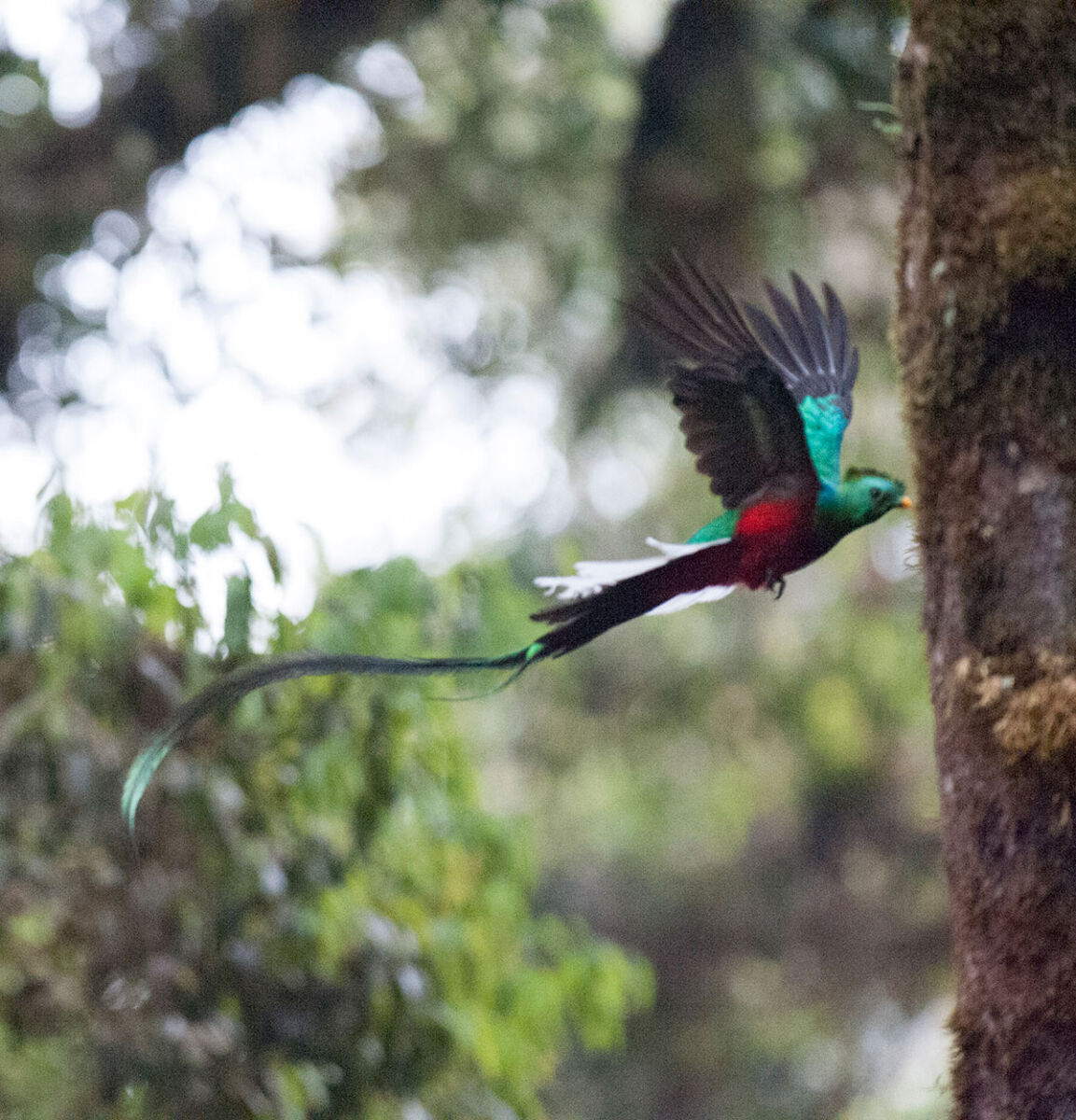 quetzal volando por el bosque el triunfo