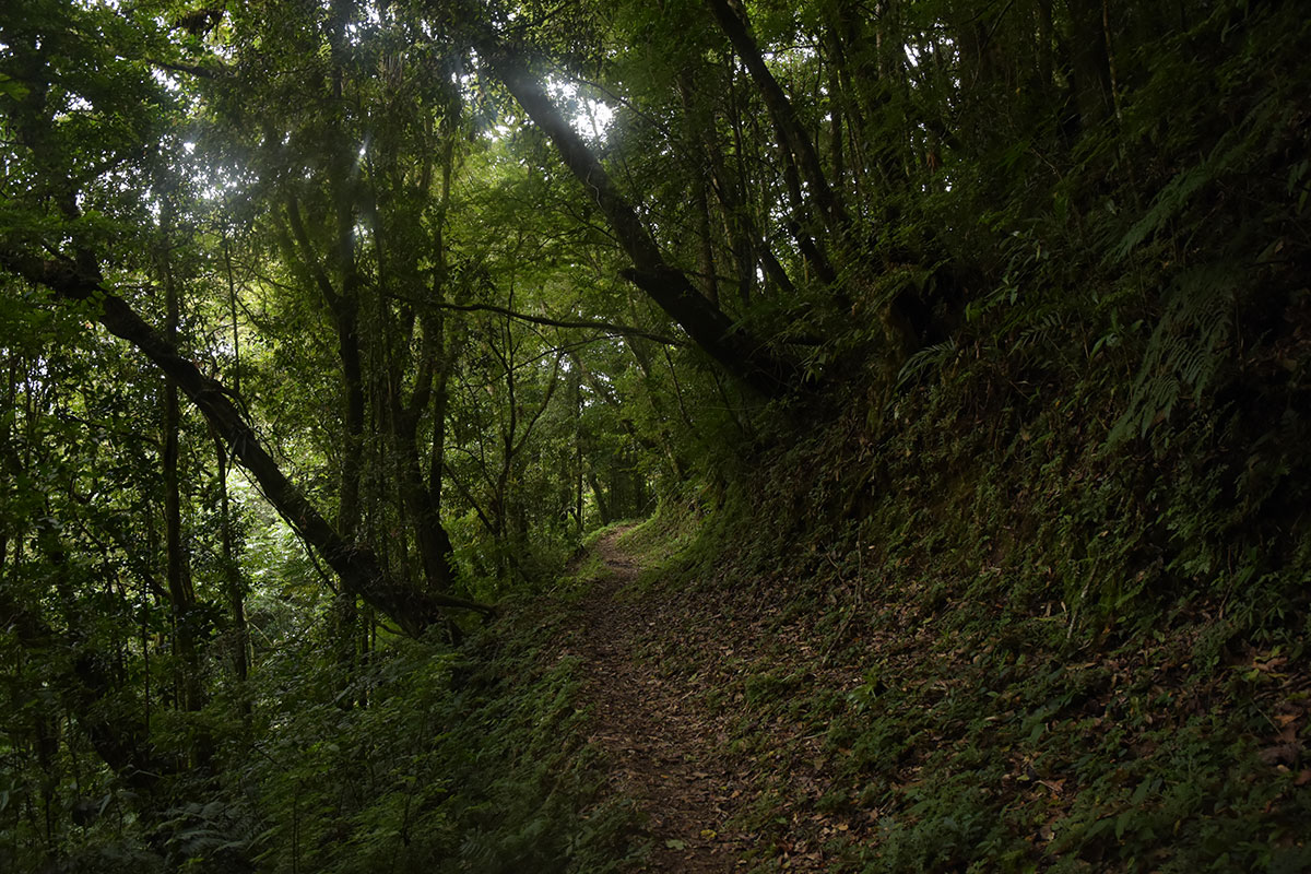 sendero en un bosque verde