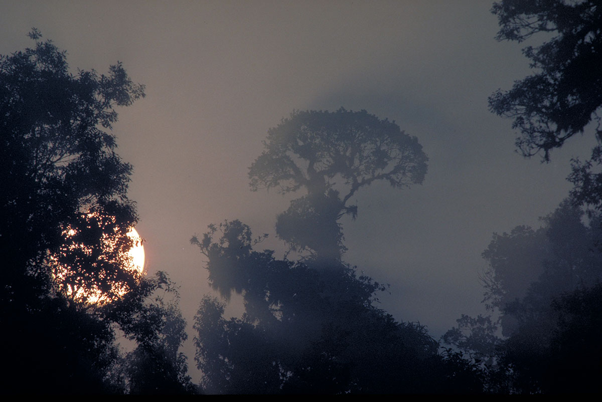 atardecer en bosque con árbol