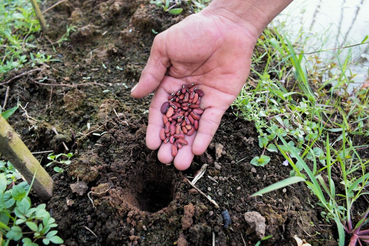 persona sosteniendo frioles que salieron de la tierra 