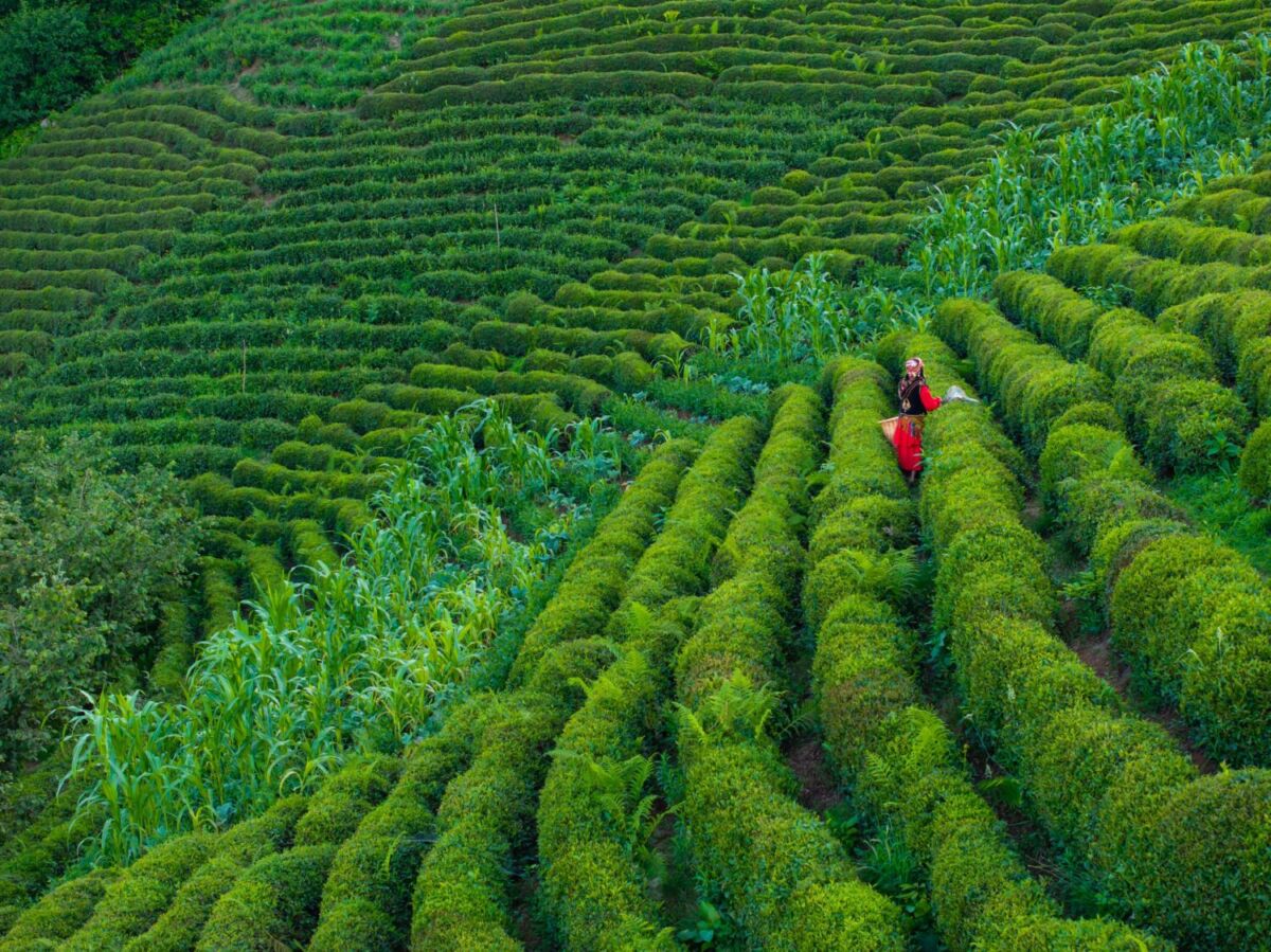 campo de té en Rize, Turquía