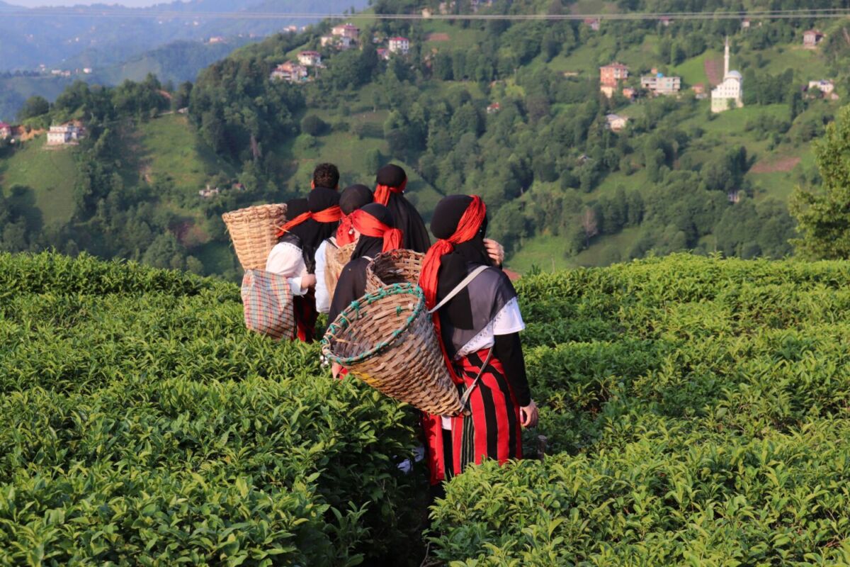mujeres turcas con ropa tradicional para recolectar té 