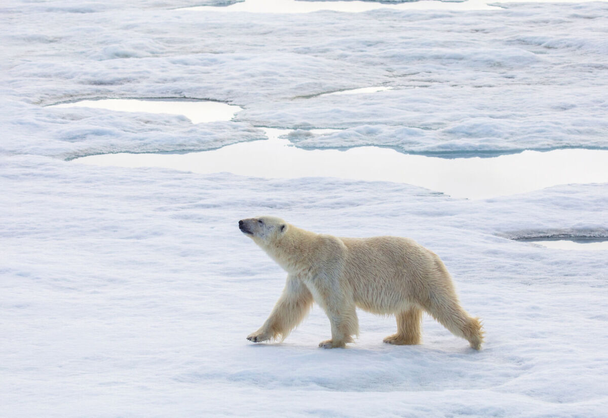 oso polar en el ártico