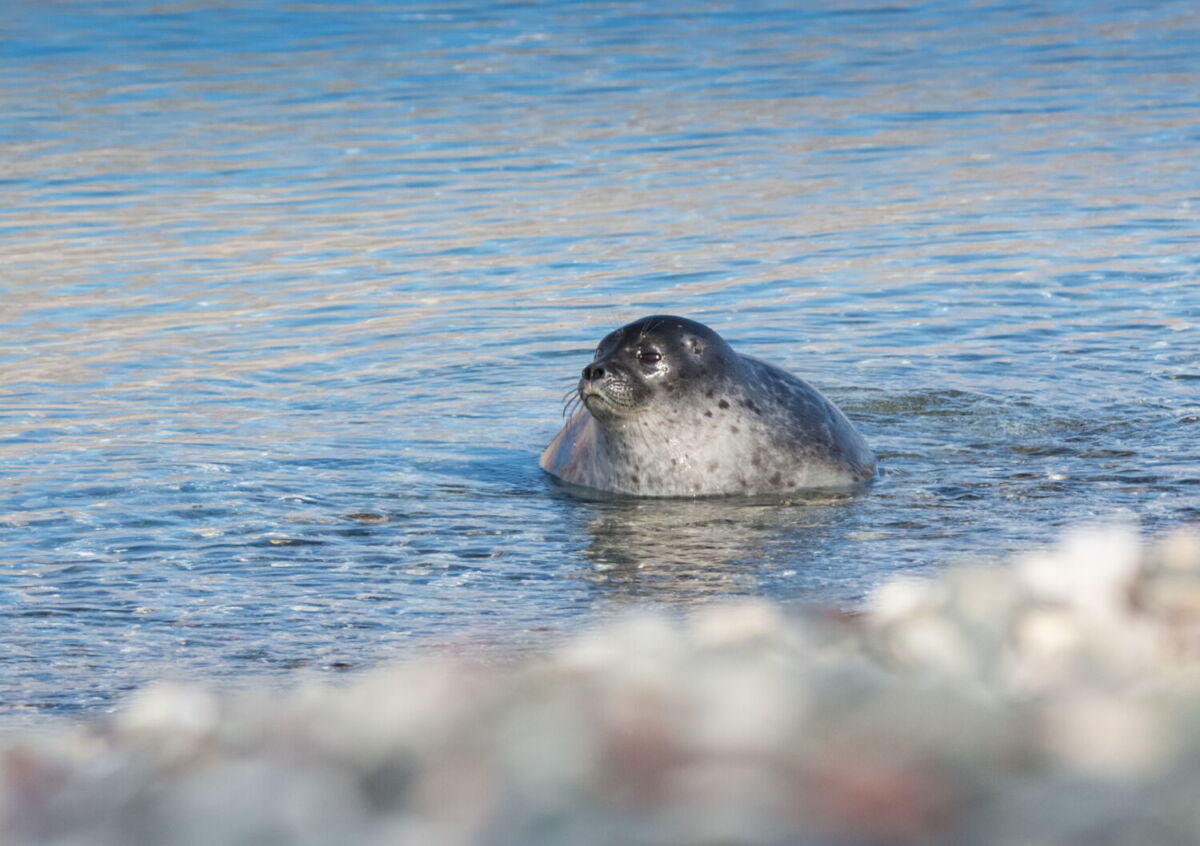 foca asomándose a la superficie en el ártico