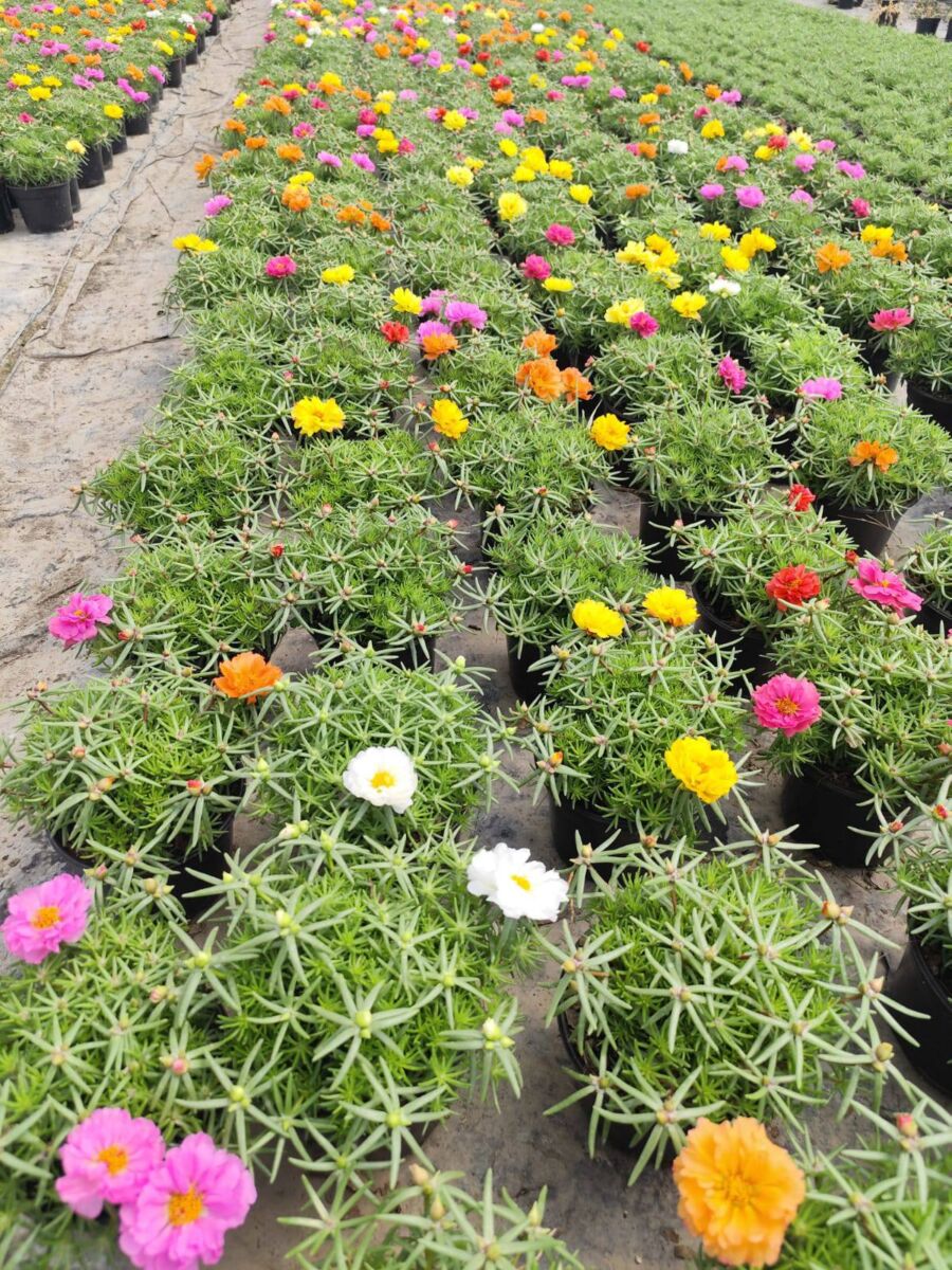 Invernadero de flores y plantas en San Lorenzo Tlacotepec