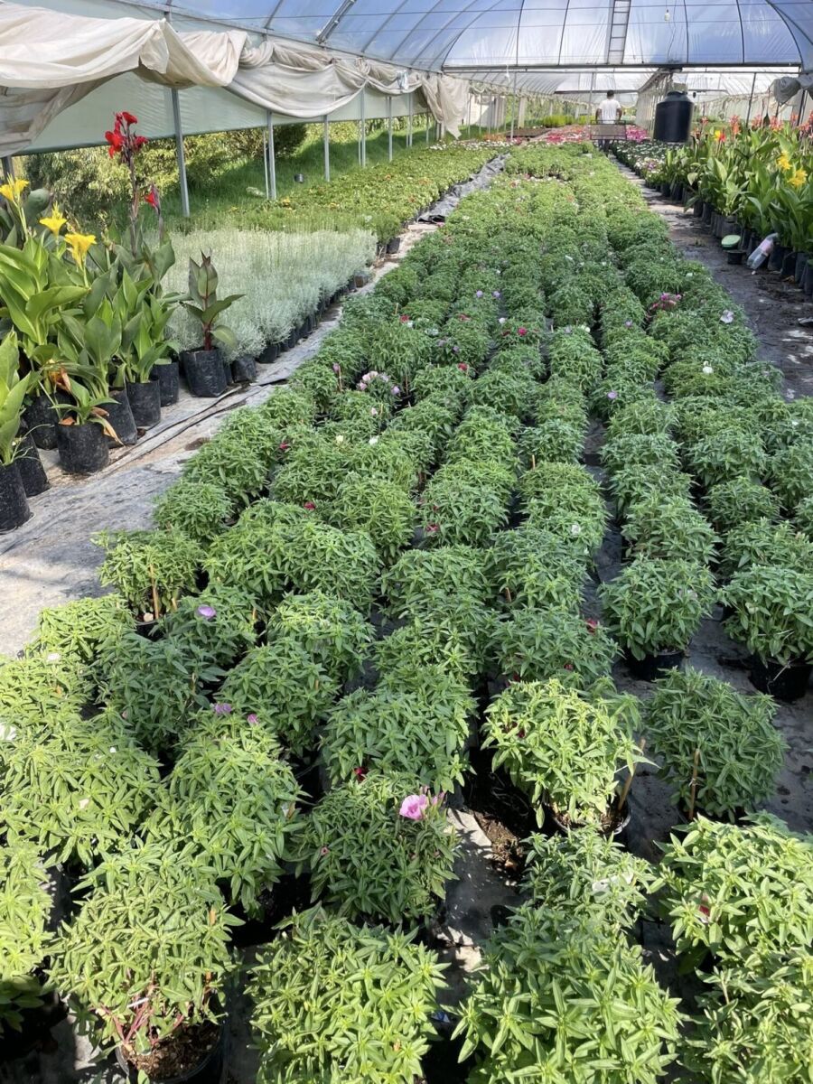 Invernadero de flores y plantas en San Lorenzo Tlacotepec