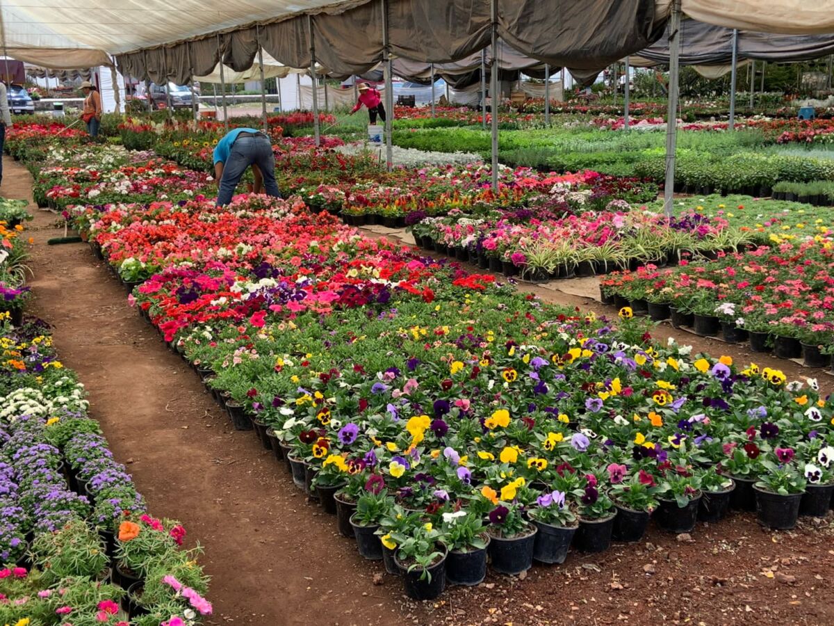 Invernadero de flores y plantas en San Lorenzo Tlacotepec
