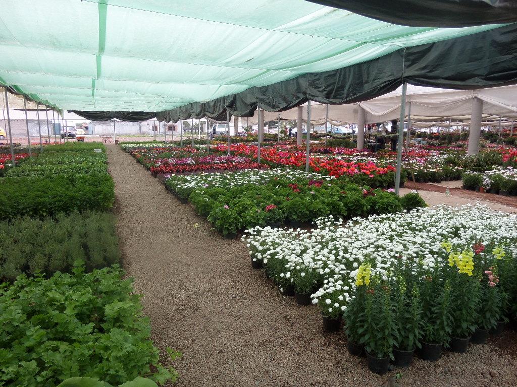 Invernadero de flores y plantas en San Lorenzo Tlacotepec
