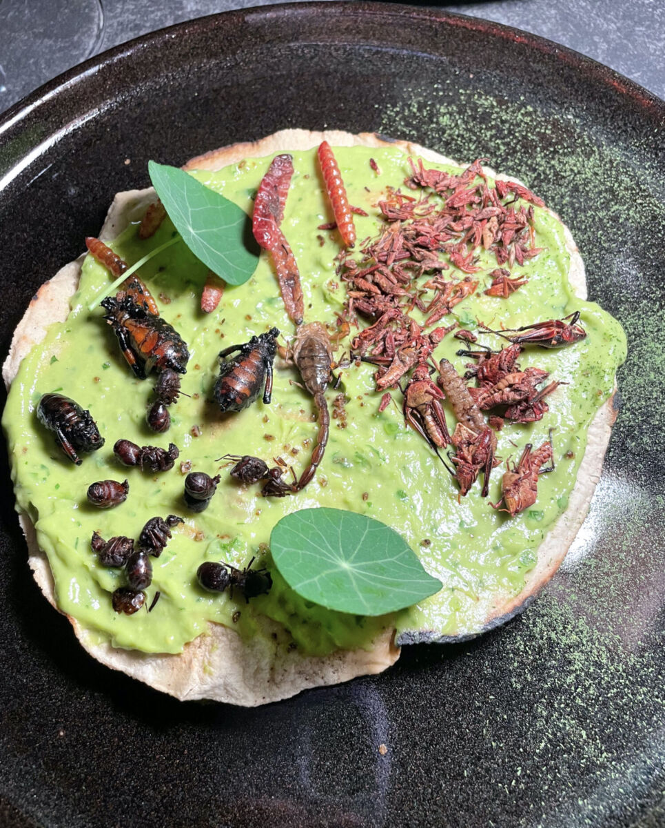 Tlayuda de insectos en La Romita 