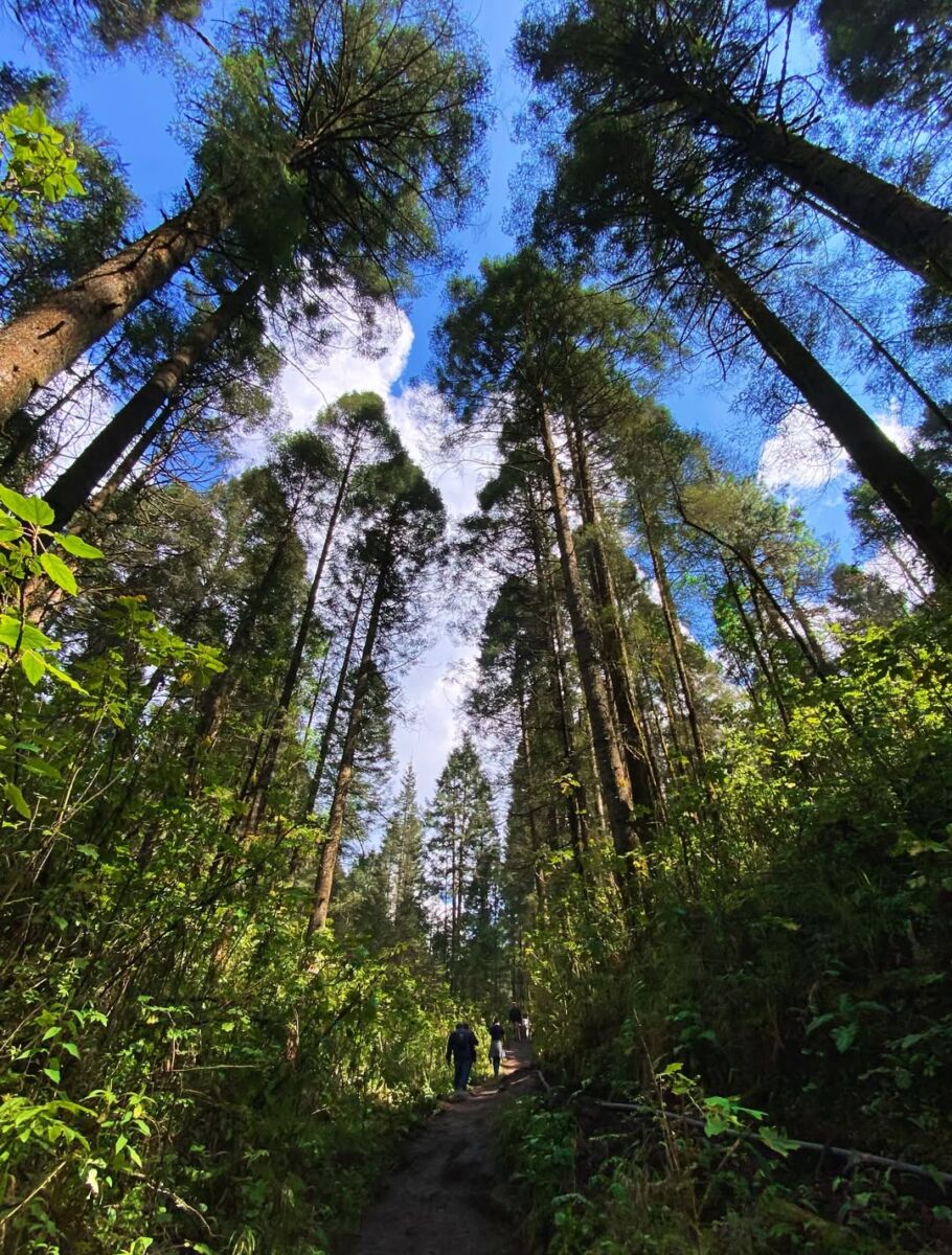 bosque mexicano 