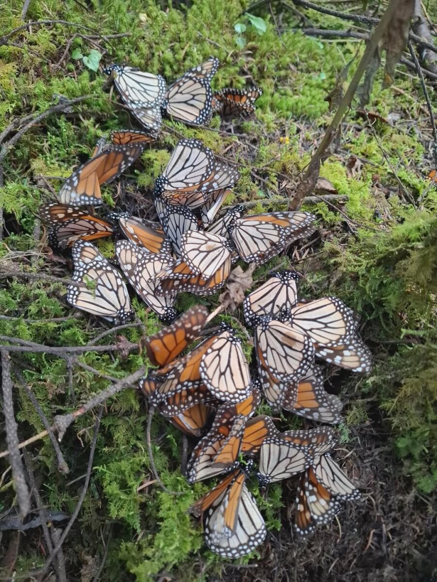 mariposas Monarca 