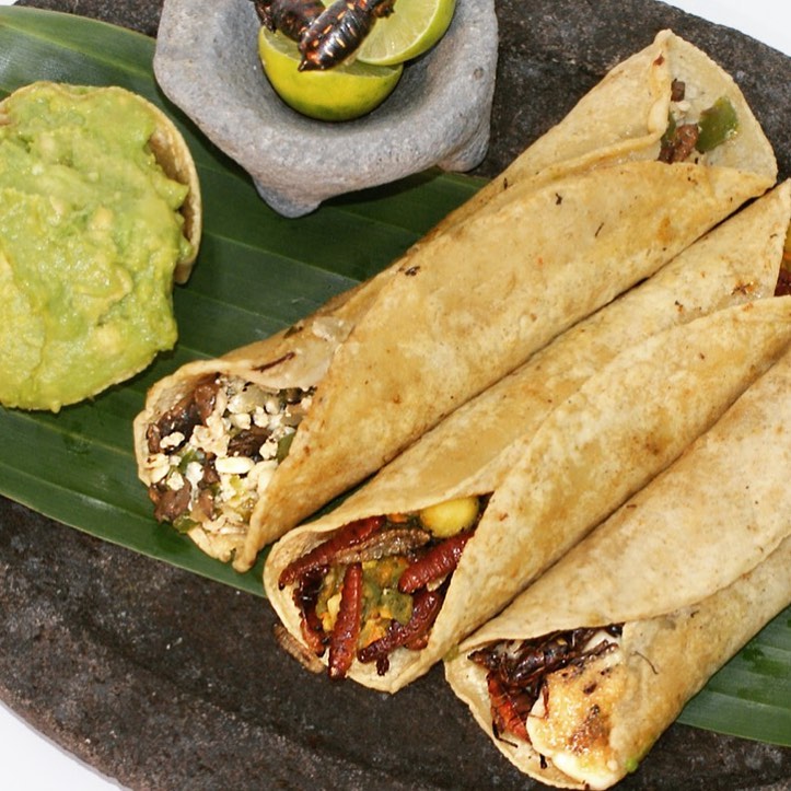 tacos con insectos 