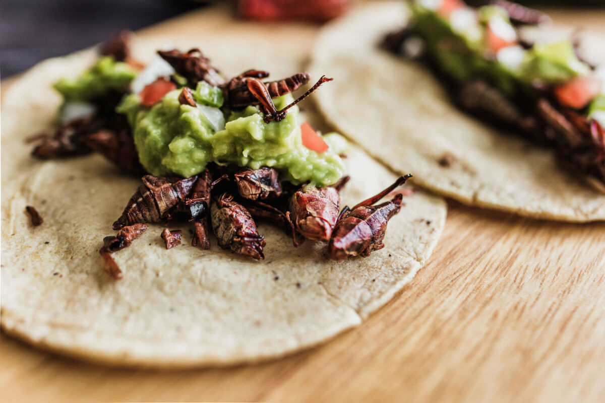 tacos con chapulines 