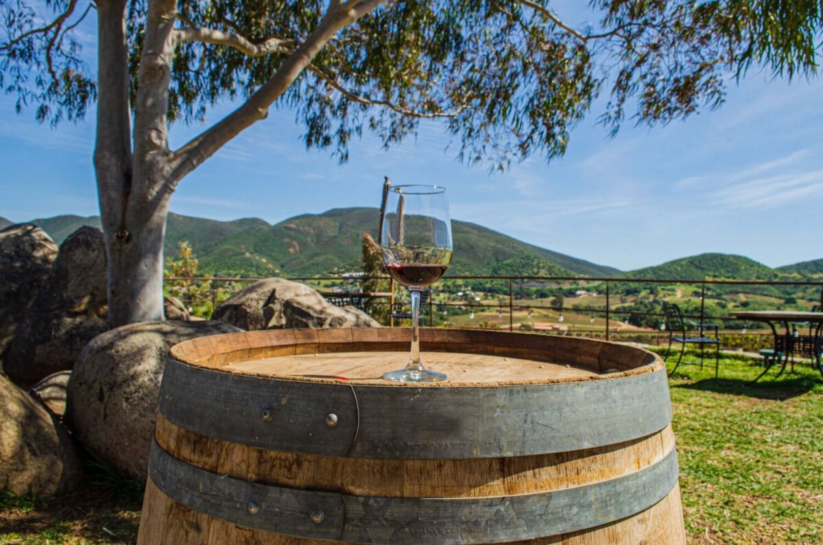 copa de vino en un viñedo
