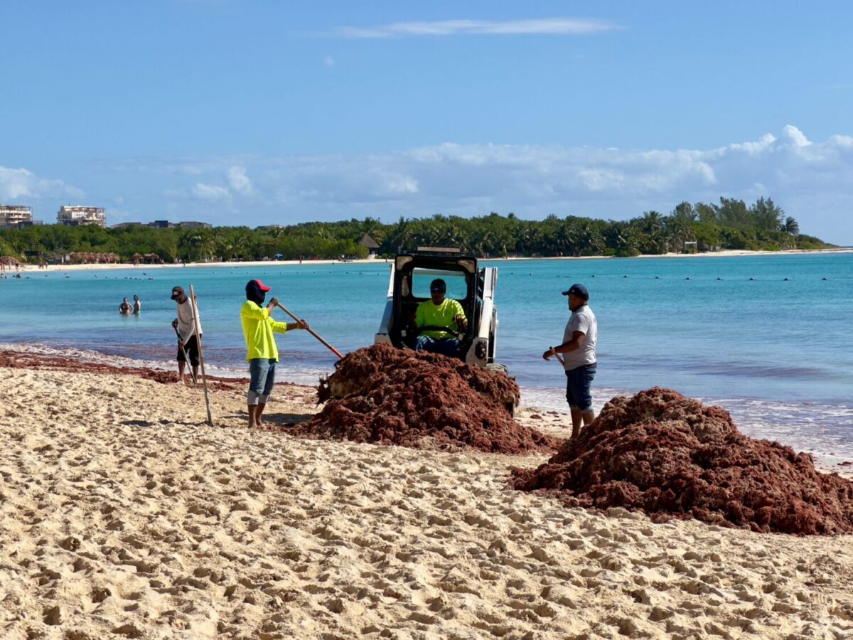 Personas limpiando el sargazo de Tulum