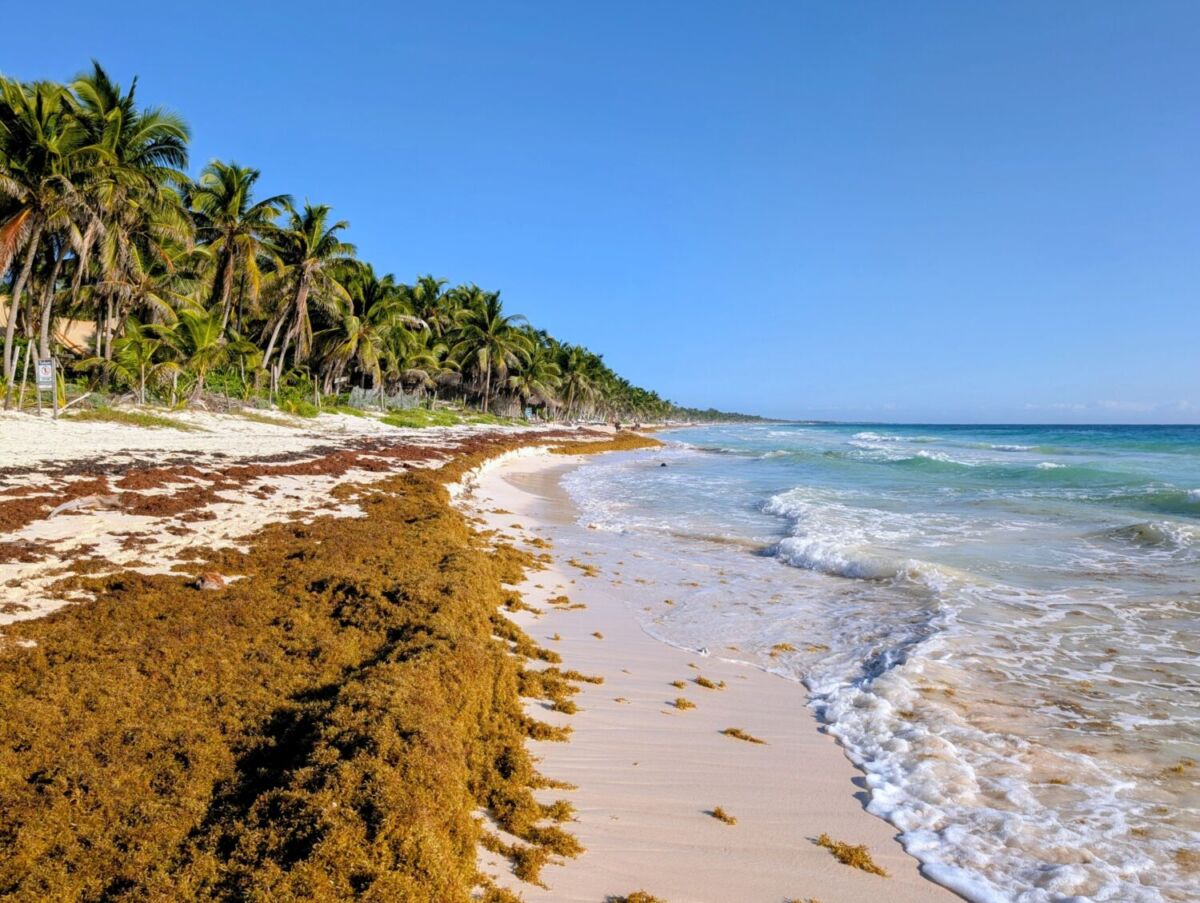 playa de Tulum llena de sargazo