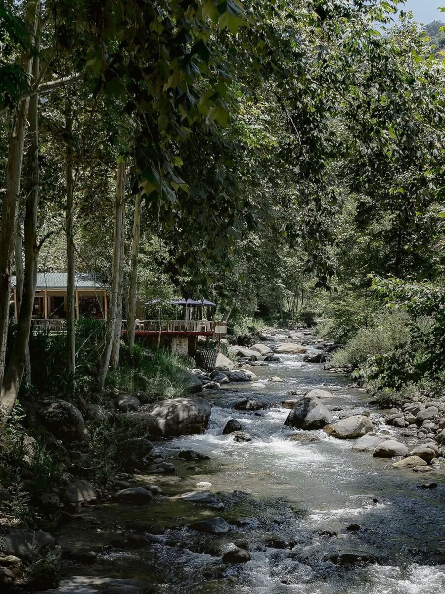 río atravesando un bosque de pinos 